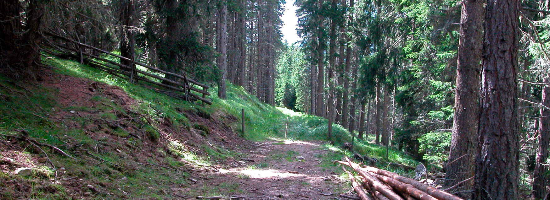 Thema_Wald